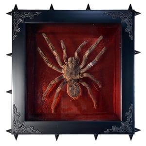 Image of Spiked Metallic Red Spider 