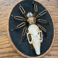 Image 4 of Rabbit skull spider (b, 5x7 inches)