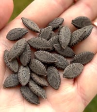 Image 1 of Wild Cucumber Seeds