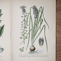 Image 4 of Planche De Botanique Colorées.