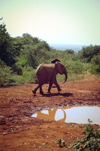 Image of Baby Elephant