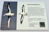 Black-browed Albatross - Large Design - Pin Badge/Brooch/Magnet