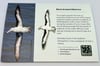 Black-browed Albatross - Large Design - Pin Badge/Brooch/Magnet