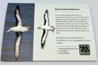Image 1 of Black-browed Albatross - Large Design - Pin Badge/Brooch/Magnet