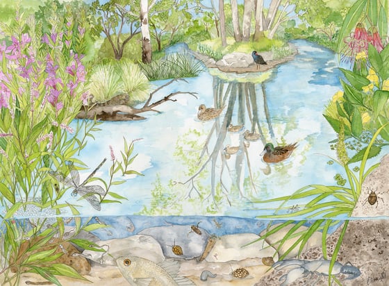 Image of Wetlands - Limited Edition Giclee Print