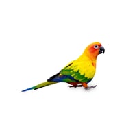 Sun Conure 