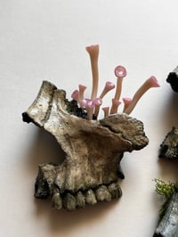 Image 3 of Skull Fragments (wall art)