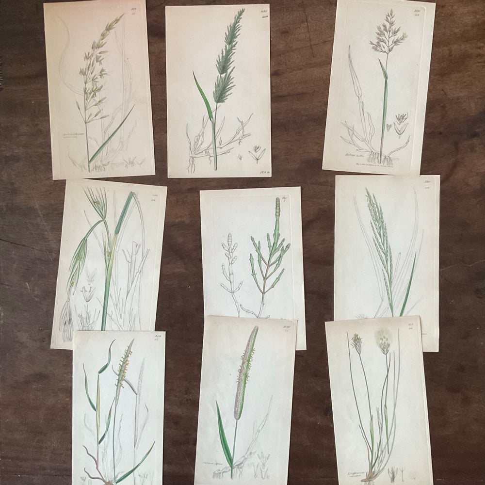 Image of Botanical Prints