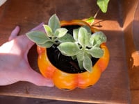 Image 3 of Baby Sun Rose in Halloween Pumpkin Pot