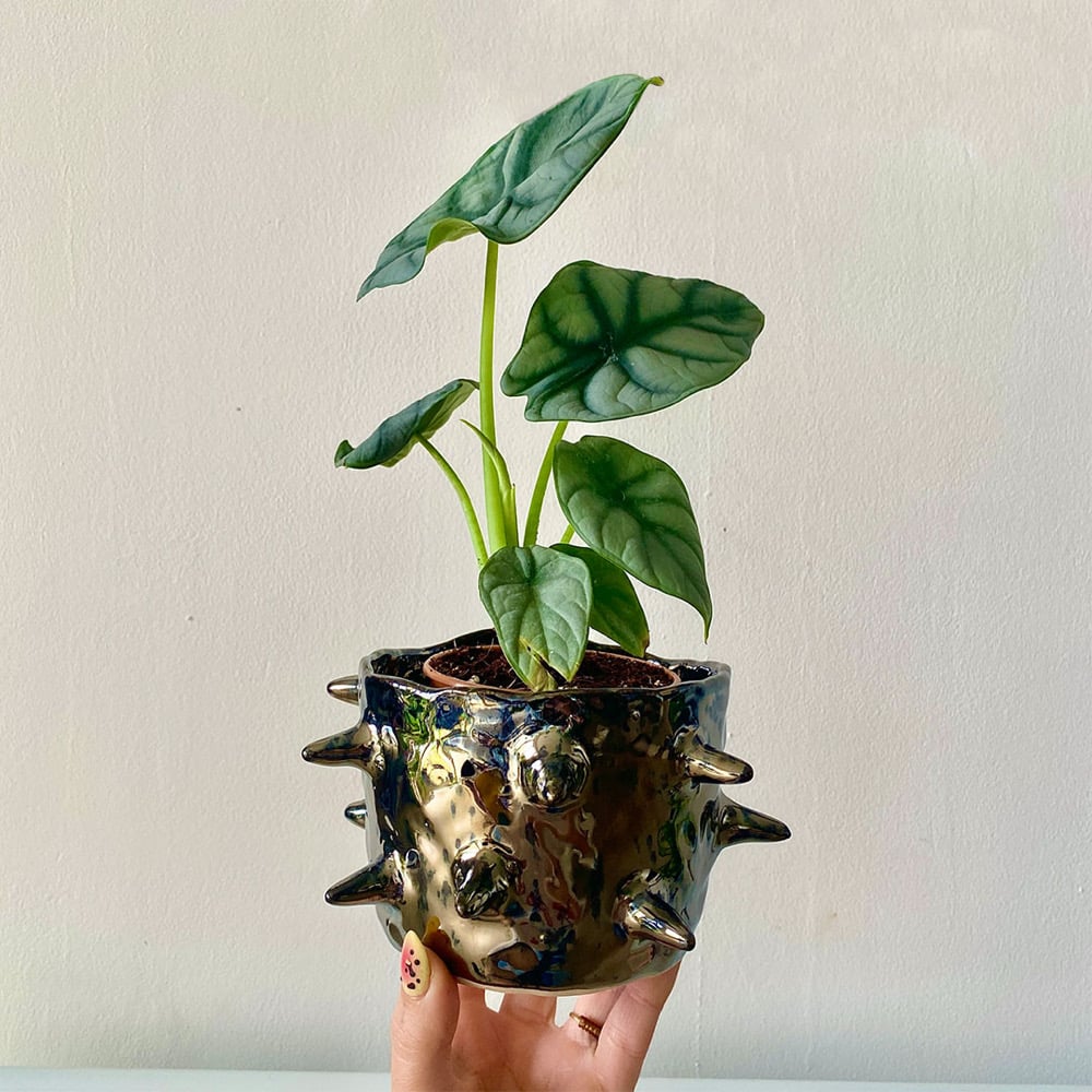 Image of Quazar Plant Pot #2