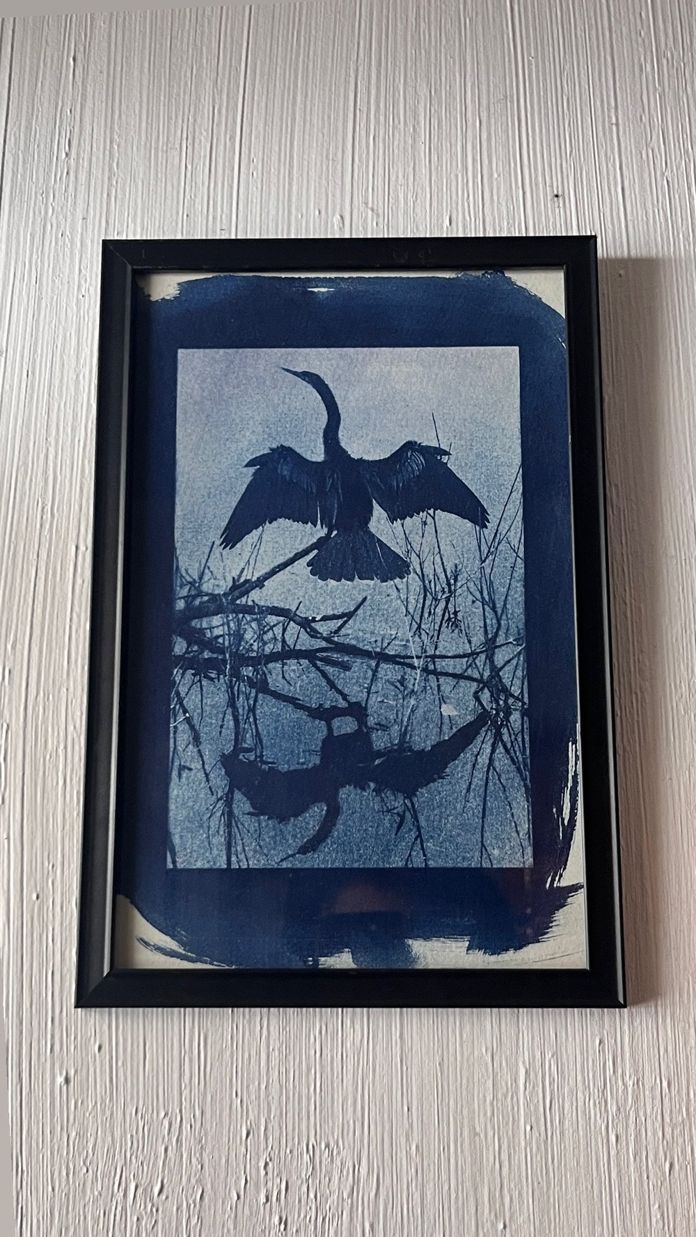 Image of 6x9 cyanotype print “Anhinga” 