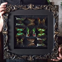 Image 1 of Green - butterflies collection 