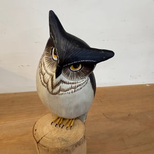 Image of Little horned owl