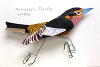 Bullock’s Oriole 
