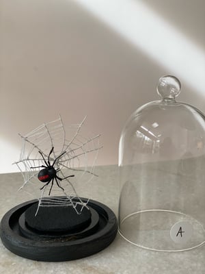 Image of Redback spider and web A faux taxidermy 