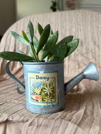 Image 1 of Vertical Leaf Senecio in small Daisy Pitcher