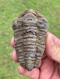 Image 2 of Trilobite Fossil #1482