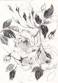 Image 1 of Garden roses 2