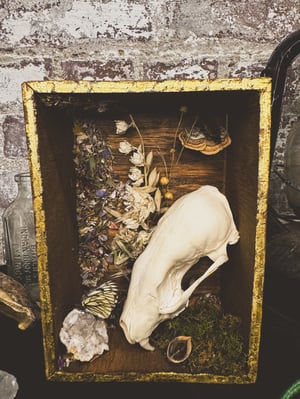 Image of Gold Leafed Fisher Shadowbox 