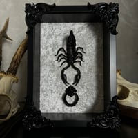 Image 1 of White Velvet, Thai Black Scorpion 