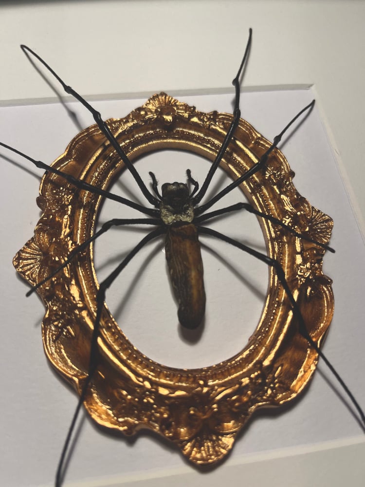 Image of Ornate Giant Orb Spider Nephila Maculata