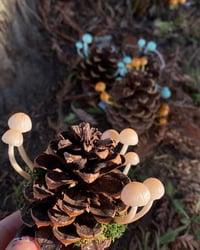 Image 2 of Pinecones led mushrooms