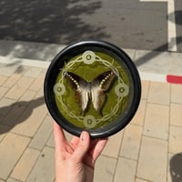 8 Ball Graphium Cordus 