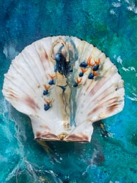 Image 1 of Shell Swimmers 