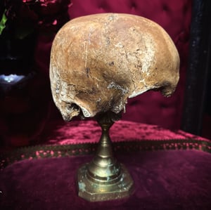 Image of Male Human Skull 