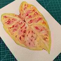 Image 3 of Original Illustration Caladium Bicolor 'Yellow'