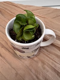 Image 2 of Hindu Rope Plant in Siamese Cat Mug