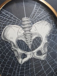 Image 3 of ANTIQUE ANATOMICAL COLLECTION - Preserved web  - 3