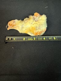 Image 1 of Day Old Chicks (Chicken)