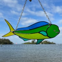 Image 1 of Mahi Mahi Translucent