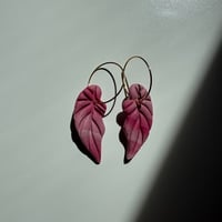 Image 1 of Aros Begonia 