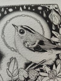 Image 5 of B&W Goldcrest and celandine