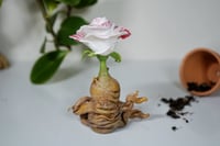 Image 3 of Rose Mandrake - Queenie