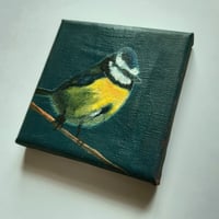 Image 2 of Blue Tit