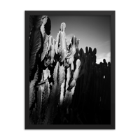 Image 1 of Cactus by Rosa Roth