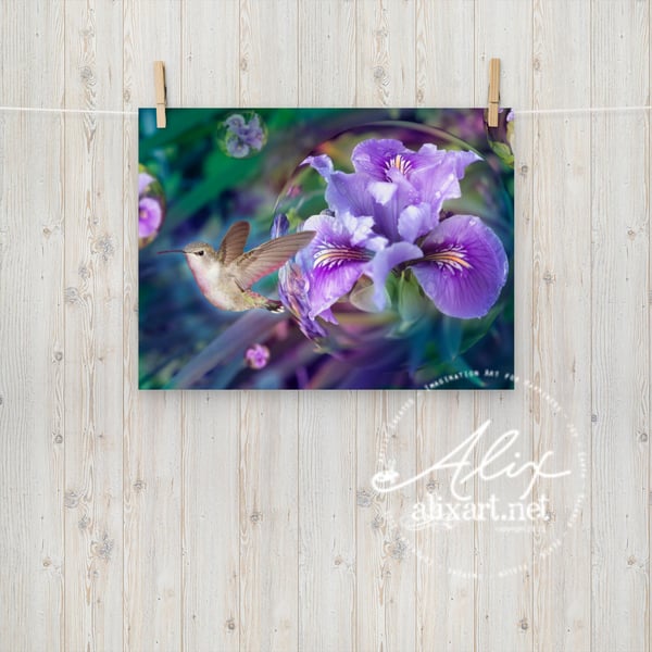 Image of Wild Orchid Hummingbird Poster