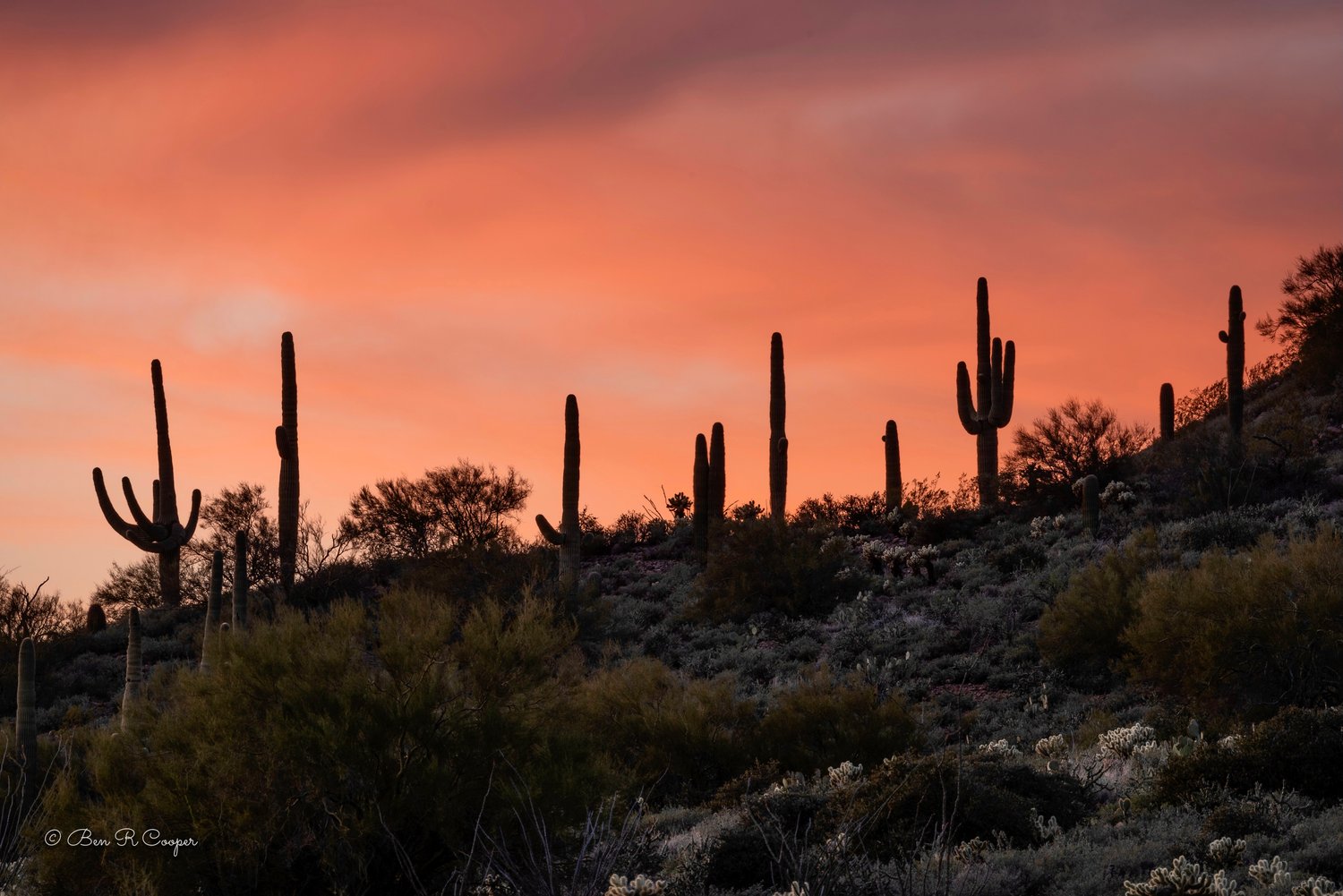 Saguaro Sunset