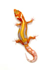 Giant White & Yellow Stripe Tangerine (Tremper) H-7