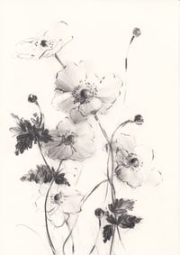 Japanese anemones III