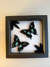 Image 3 of Teardrop Swallowtail