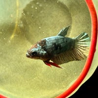 Image of Solid Copper Blue Black Lavender Male HMPK
