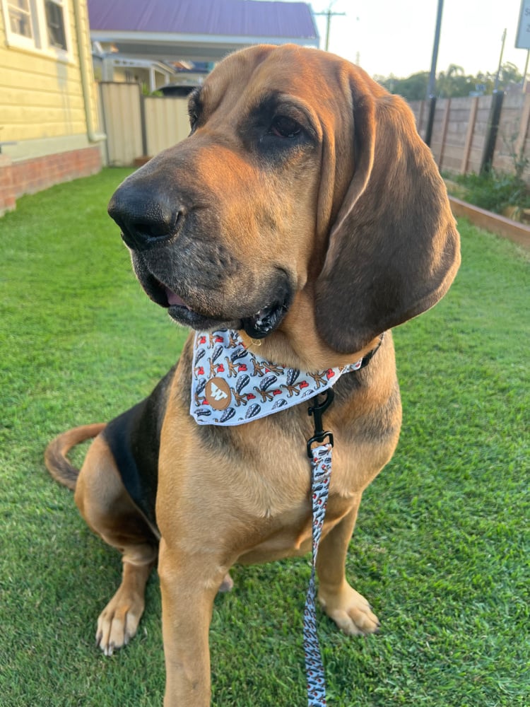 Image of Wedgies Pooch Bandana
