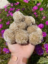 Image 1 of Desert Rose Cluster 