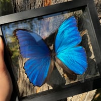 Image 1 of Blue Morpho Butterfly