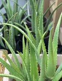 Aloe Vera Drop 