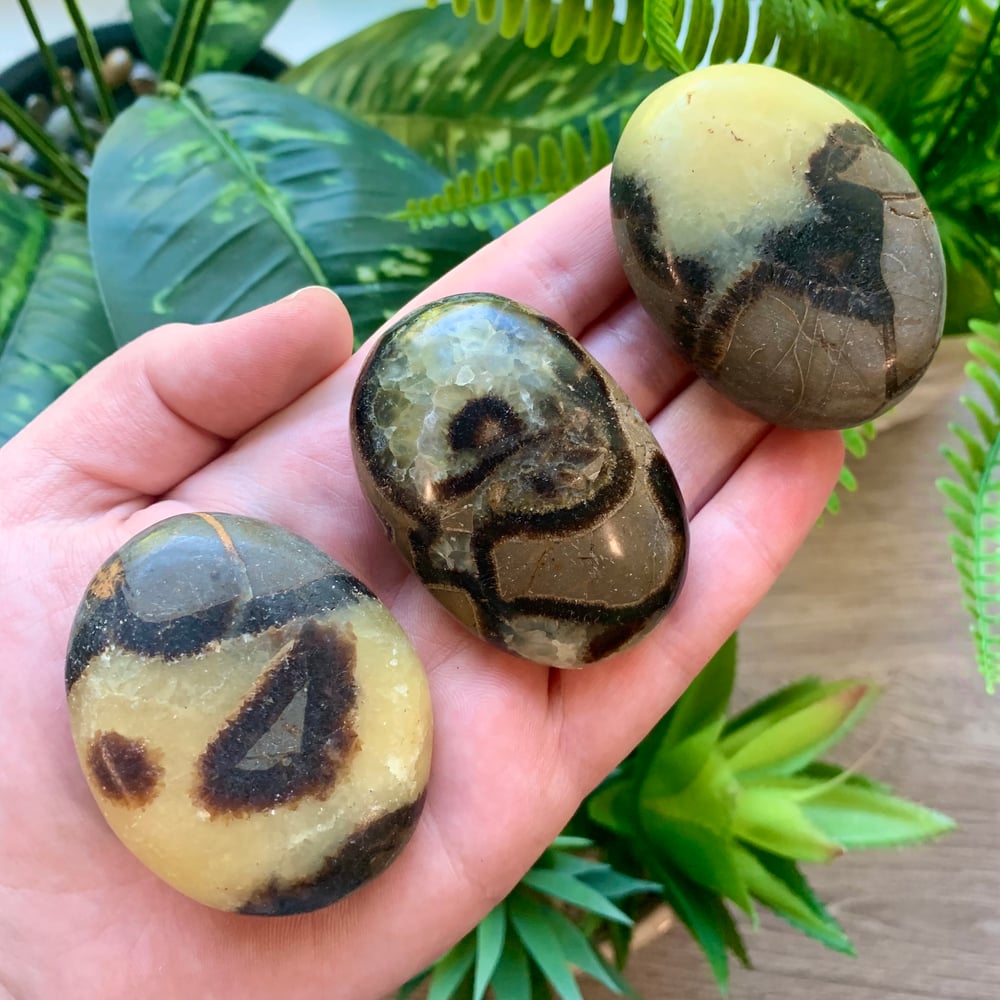 Septarian Palmstone
